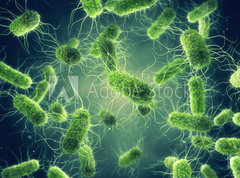 Fototapeta vliesov 270 x 200, 294688255 - Pathogenic Salmonella Bacteria, Microbiological research