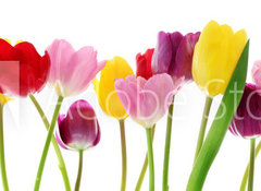 Samolepka flie 100 x 73, 29490982 - Spring tulip flowers in a row