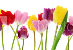 Fototapeta pltno 174 x 120, 29490982 - Spring tulip flowers in a row