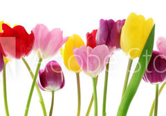 Fototapeta papr 184 x 128, 29490982 - Spring tulip flowers in a row