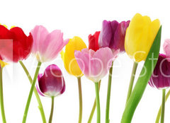 Fototapeta pltno 240 x 174, 29490982 - Spring tulip flowers in a row
