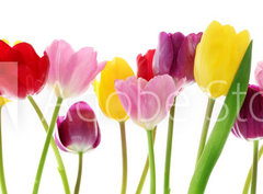Fototapeta pltno 330 x 244, 29490982 - Spring tulip flowers in a row
