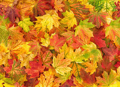Fototapeta plátno 160 x 116, 295252486 - Maple leaves Autumn red yellow green floral background banner