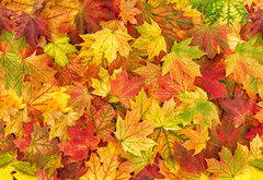 Fototapeta pltno 174 x 120, 295252486 - Maple leaves Autumn red yellow green floral background banner