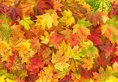 Fototapeta papr 184 x 128, 295252486 - Maple leaves Autumn red yellow green floral background banner