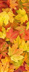 Samolepka na dvee flie 90 x 220, 295252486 - Maple leaves Autumn red yellow green floral background banner