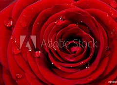 Samolepka flie 100 x 73, 29530687 - Rosenbl te mit Wassertropfen