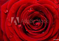 Fototapeta pltno 174 x 120, 29530687 - Rosenbl te mit Wassertropfen