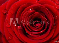 Fototapeta papr 254 x 184, 29530687 - Rosenbl te mit Wassertropfen