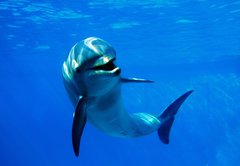 Samolepka flie 145 x 100, 2962265 - delfn - dolphin