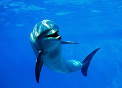 Fototapeta pltno 240 x 174, 2962265 - delfn - dolphin