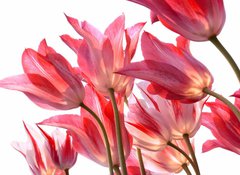 Samolepka flie 100 x 73, 29639860 - Beautiful tulips. - Krsn tulipny.