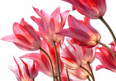 Fototapeta papr 184 x 128, 29639860 - Beautiful tulips.