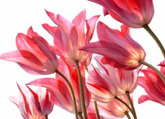 Fototapeta vliesov 200 x 144, 29639860 - Beautiful tulips.