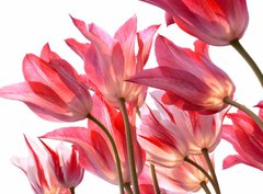 Fototapeta330 x 244  Beautiful tulips., 330 x 244 cm