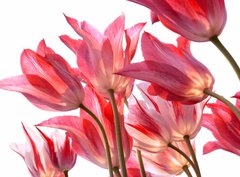 Fototapeta360 x 266  Beautiful tulips., 360 x 266 cm