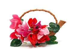 Fototapeta vliesov 145 x 100, 29677121 - Colourful cyclamen flowers in the basket - Barevn kvty kylama v koi