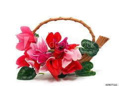 Fototapeta papr 254 x 184, 29677121 - Colourful cyclamen flowers in the basket