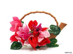 Samolepka flie 270 x 200  Colourful cyclamen flowers in the basket, 270 x 200 cm