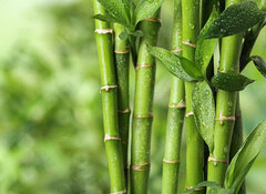 Samolepka flie 100 x 73, 297248139 - Beautiful green bamboo stems on blurred background