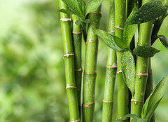 Fototapeta plátno 160 x 116, 297248139 - Beautiful green bamboo stems on blurred background