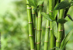 Fototapeta pltno 174 x 120, 297248139 - Beautiful green bamboo stems on blurred background