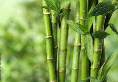 Fototapeta papr 184 x 128, 297248139 - Beautiful green bamboo stems on blurred background