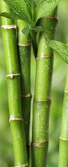 Samolepka na dveře fólie 90 x 220, 297248139 - Beautiful green bamboo stems on blurred background