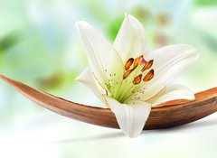 Fototapeta100 x 73  Beautiful white lily flower on a coco palm leaf, 100 x 73 cm