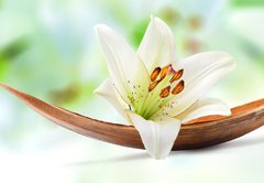 Fototapeta pltno 174 x 120, 29781120 - Beautiful white lily flower on a coco palm leaf