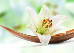 Samolepka flie 200 x 144, 29781120 - Beautiful white lily flower on a coco palm leaf