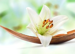 Fototapeta pltno 240 x 174, 29781120 - Beautiful white lily flower on a coco palm leaf