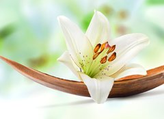 Fototapeta240 x 174  Beautiful white lily flower on a coco palm leaf, 240 x 174 cm