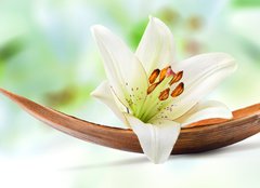 Fototapeta254 x 184  Beautiful white lily flower on a coco palm leaf, 254 x 184 cm