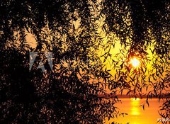 Fototapeta vliesov 100 x 73, 29805104 - sunset behind the tree