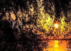 Fototapeta pltno 160 x 116, 29805104 - sunset behind the tree