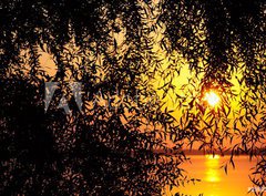 Fototapeta pltno 330 x 244, 29805104 - sunset behind the tree