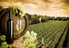 Fototapeta174 x 120  Wine and vineyard in vintage style, 174 x 120 cm