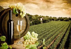 Fototapeta184 x 128  Wine and vineyard in vintage style, 184 x 128 cm