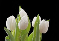 Fototapeta pltno 174 x 120, 29886850 - Tulips