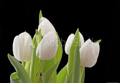 Fototapeta papr 184 x 128, 29886850 - Tulips