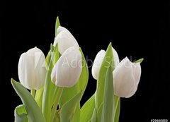 Samolepka flie 200 x 144, 29886850 - Tulips