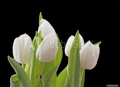 Fototapeta pltno 240 x 174, 29886850 - Tulips