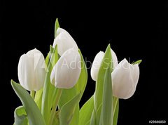 Fototapeta270 x 200  Tulips, 270 x 200 cm