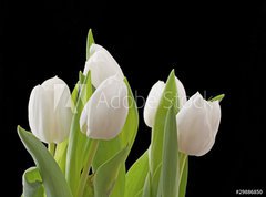 Samolepka flie 270 x 200, 29886850 - Tulips