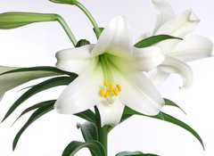 Samolepka flie 100 x 73  easter lily, 100 x 73 cm