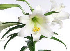 Fototapeta100 x 73  easter lily, 100 x 73 cm