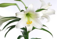 Samolepka flie 145 x 100, 2991514 - easter lily - velikonon lilie