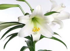 Fototapeta360 x 266  easter lily, 360 x 266 cm