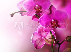 Fototapeta vliesov 100 x 73, 30014255 - Orchid Flower border design